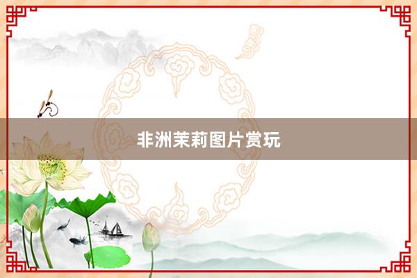非洲茉莉图片赏玩
